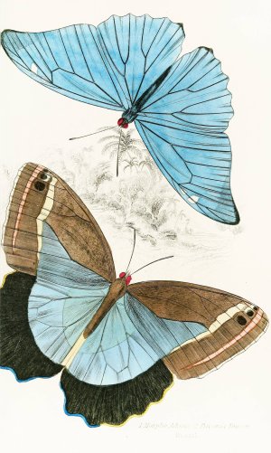 Morpho Adonis,Pavonia Teucer by James Duncan Oil Painting