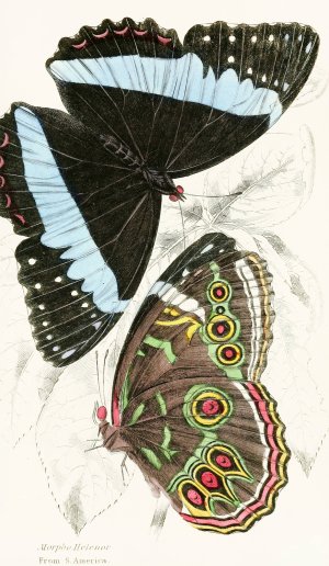 Morpho Helenor Oil painting by James Duncan