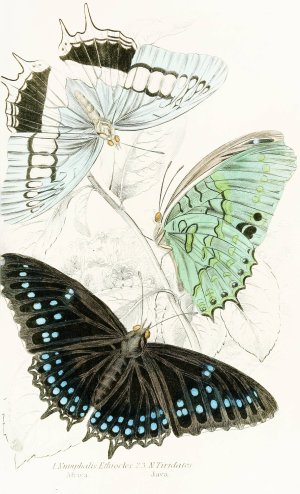 Nymphalis Ethiocles,Nymphalis Tiridates by James Duncan Oil Painting