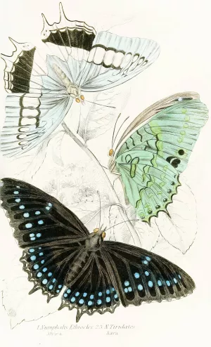 Nymphalis Ethiocles,Nymphalis Tiridates by James Duncan Oil Painting