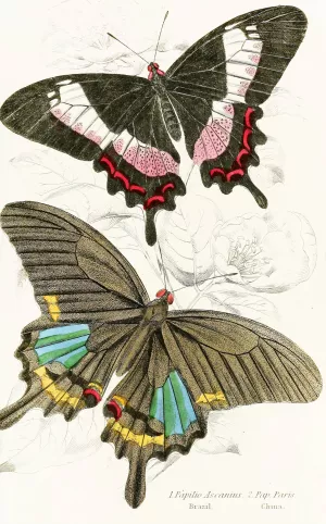 Papilio Ascanius, Pap Paris by James Duncan Oil Painting