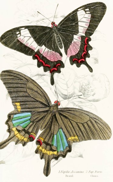 Papilio Ascanius, Pap Paris  by James Duncan - Hand-Painted Oil Painting Reproduction