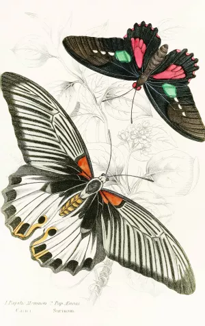 Papilio Memnon,Pap Aeneas by James Duncan Oil Painting