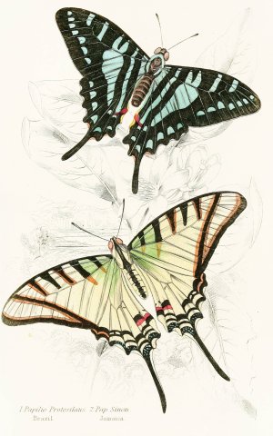 Papilio Protesilaus, Pap Sinon by James Duncan Oil Painting