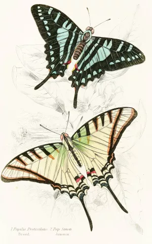 Papilio Protesilaus, Pap Sinon by James Duncan Oil Painting