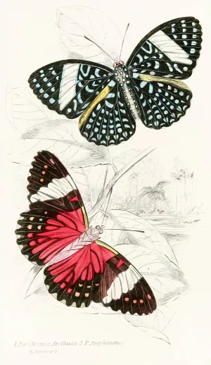 Peridromia Arethusa, Peridromia Amphinome by James Duncan Oil Painting