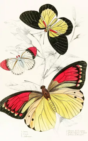 Pieris Belisama,Anthocharis Danai,Iphias Leucippe Oil painting by James Duncan