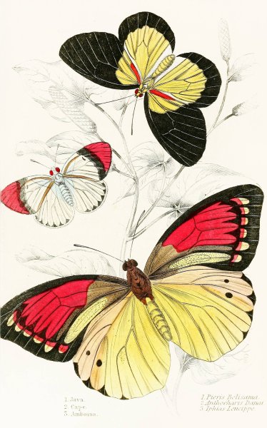 Pieris Belisama,Anthocharis Danai,Iphias Leucippe  by James Duncan - Hand-Painted Oil Painting Reproduction