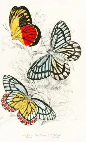 Pieris Epicharis, Pieris Philyra by James Duncan Oil Painting