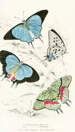 Polyommatus Marsyas,Polyommatus Endymion by James Duncan Polyommatus Marsyas,Polyommatus Endymion Oil painting by James Duncan