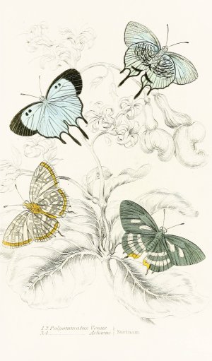 Polyommatus Venus, Polyommatus Achaeus by James Duncan Oil Painting