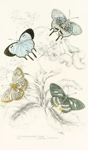 Polyommatus Venus, Polyommatus Achaeus by James Duncan Oil Painting