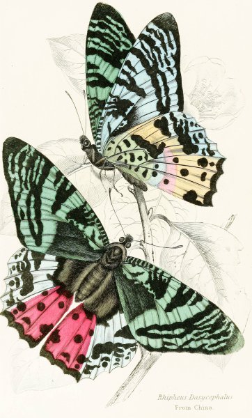 Rhipheus Dasycephalus  by James Duncan - Hand-Painted Oil Painting Reproduction