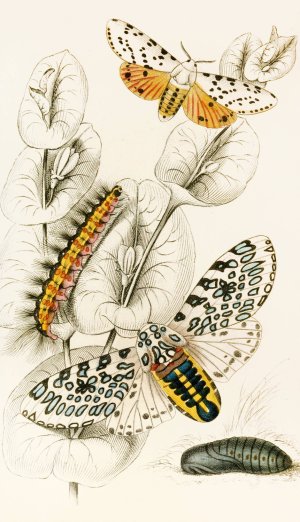 Spilosoma aerea, Arctia oculatissima by James Duncan Oil Painting