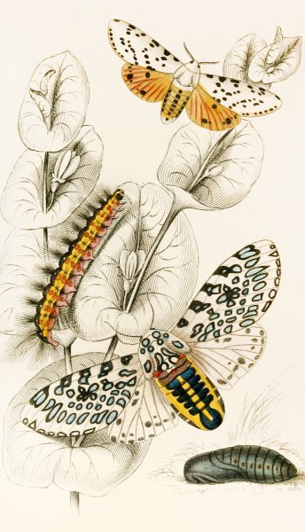 Spilosoma aerea, Arctia oculatissima  by James Duncan - Hand-Painted Oil Painting Reproduction