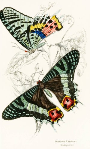Thaliura Rhipheus by James Duncan Oil Painting