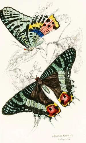 Thaliura Rhipheus by James Duncan Oil Painting