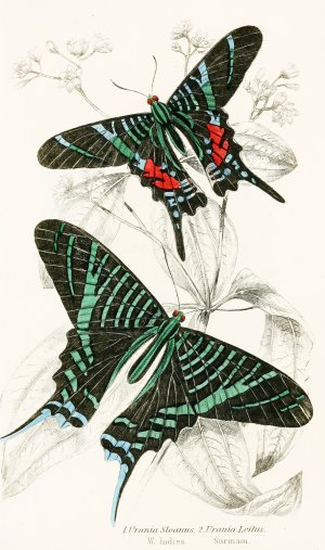 Urania Sloanus, Urania Leilus by James Duncan Oil Painting