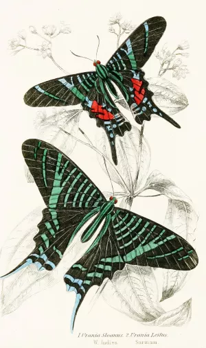 Urania Sloanus, Urania Leilus by James Duncan Oil Painting