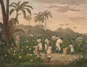 Progress of Cotton; #4 - Carding by James Richard Barfoot Oil Painting
