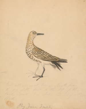 A Bird 2 by James Sowerby Oil Painting