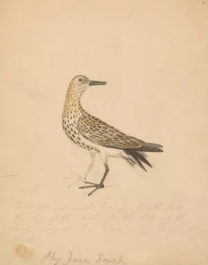 A Bird 2 Oil painting by James Sowerby