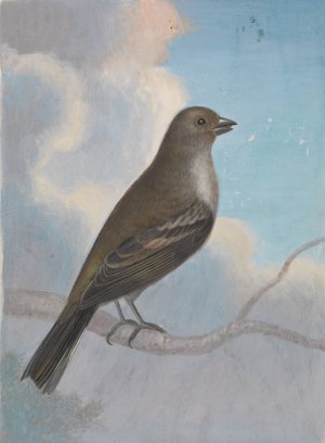 A Bird by James Sowerby Oil Painting