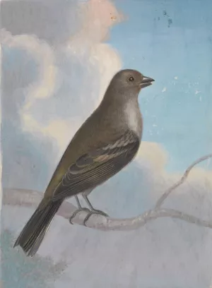 A Bird by James Sowerby Oil Painting