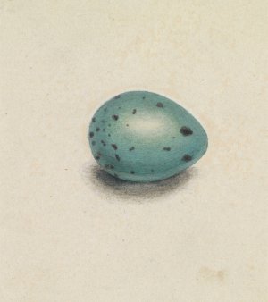 A Bird's Egg by James Sowerby Oil Painting