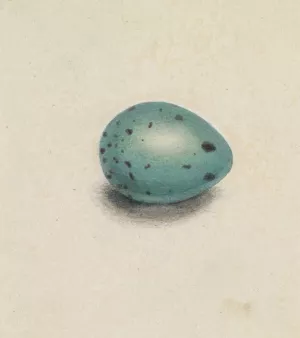 A Bird's Egg by James Sowerby Oil Painting