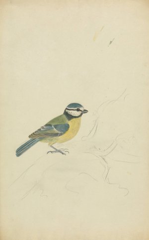 A Blue Tit by James Sowerby Oil Painting