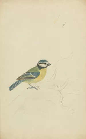 A Blue Tit by James Sowerby Oil Painting