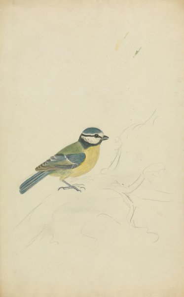 A Blue Tit  by James Sowerby - Hand-Painted Oil Painting Reproduction