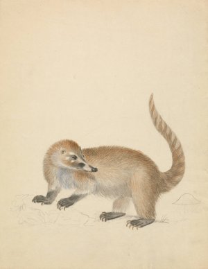 A Coatimundi by James Sowerby Oil Painting