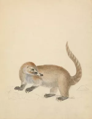 A Coatimundi by James Sowerby Oil Painting