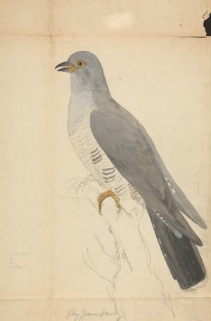 A Dove by James Sowerby Oil Painting