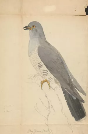 A Dove by James Sowerby Oil Painting