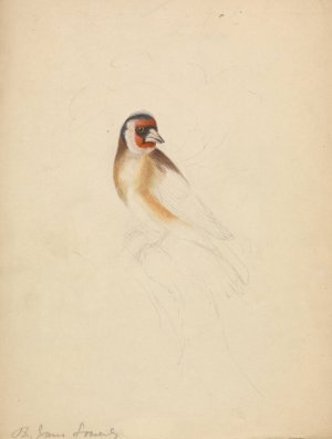 A European Goldfinch. by James Sowerby Oil Painting