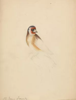 A European Goldfinch. by James Sowerby Oil Painting
