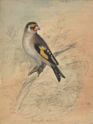 A European Goldfinch by James Sowerby Oil Painting