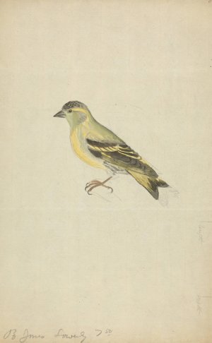A Finch by James Sowerby Oil Painting