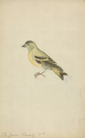 A Finch by James Sowerby Oil Painting