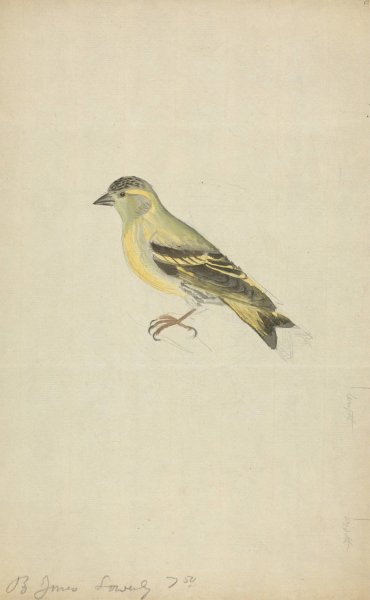 Main Product Photo of A Finch Painting by James Sowerby