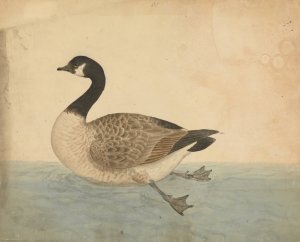 A Goose by James Sowerby Oil Painting