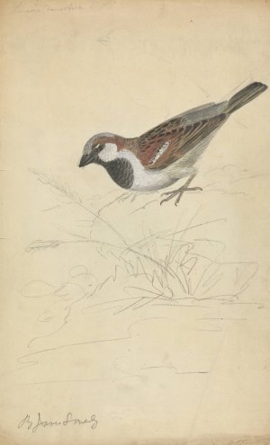 A House Sparrow by James Sowerby Oil Painting