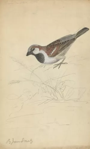 A House Sparrow Oil painting by James Sowerby