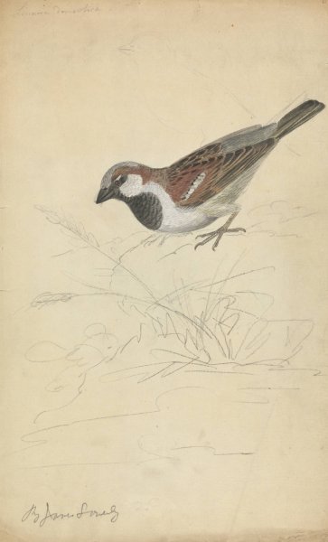 A House Sparrow by James Sowerby - Hand-Painted Oil Painting Reproduction