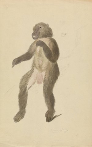 A Mandrill by James Sowerby Oil Painting