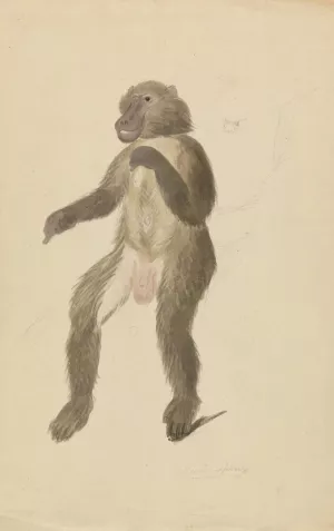 A Mandrill by James Sowerby Oil Painting