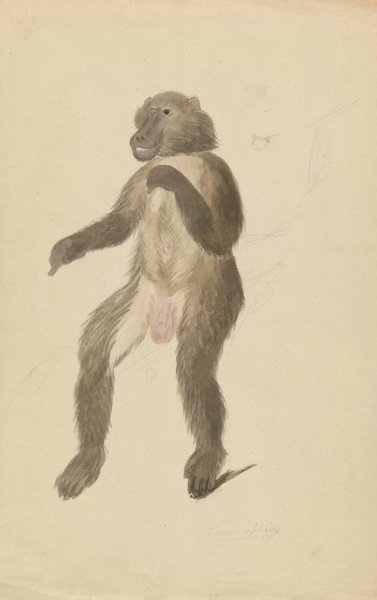 A Mandrill by James Sowerby - Hand-Painted Oil Painting Reproduction